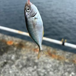 シマアジ