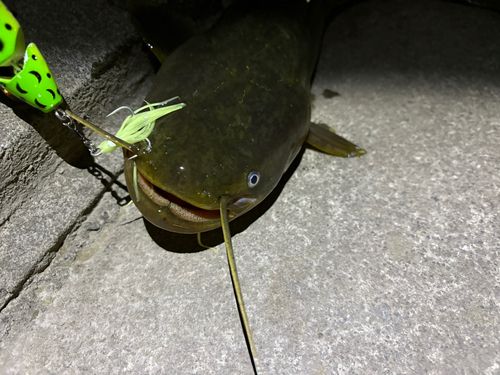 ニホンナマズの釣果