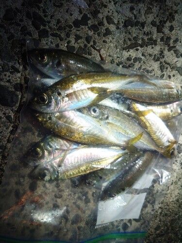アジの釣果