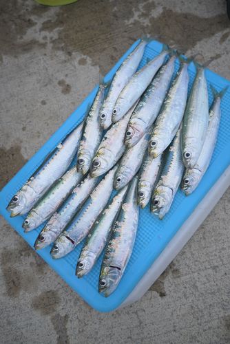 マイワシの釣果