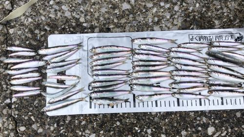 カタクチイワシの釣果