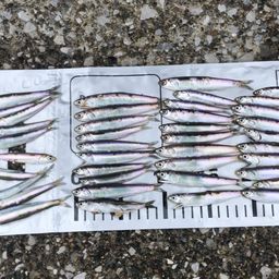 カタクチイワシ