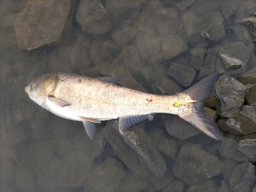 ハクレンの釣果