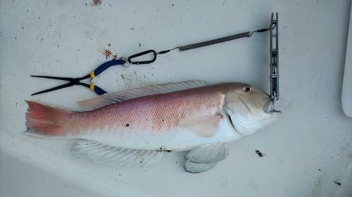 シロアマダイの釣果