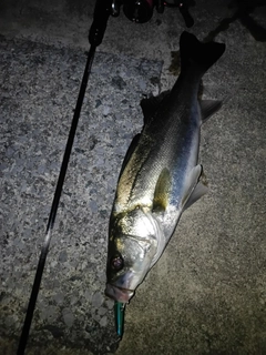 スズキの釣果