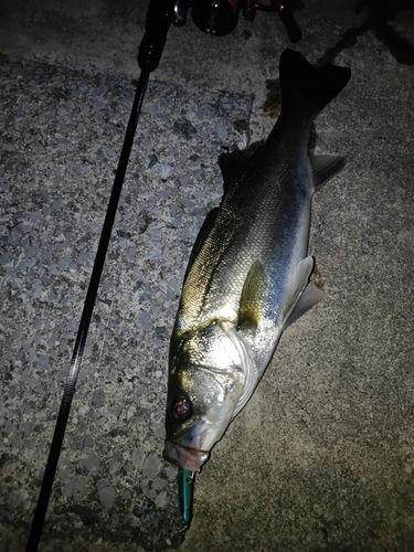 スズキの釣果