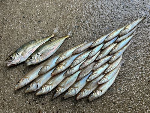 シロギスの釣果