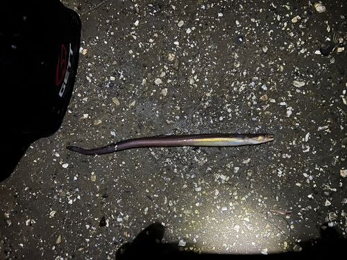 マアナゴの釣果