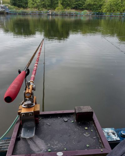 ヘラブナの釣果