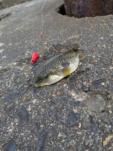 クサフグの釣果