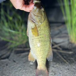 スモールマウスバス