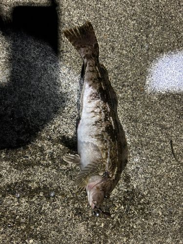 アイナメの釣果