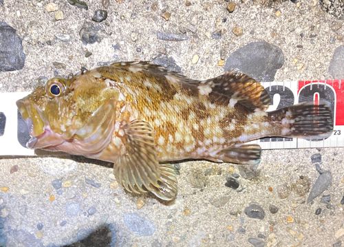 カサゴの釣果