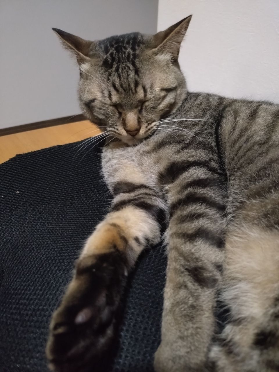 ニホンウナギ