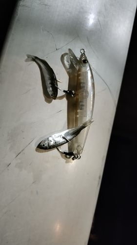 ボラの釣果
