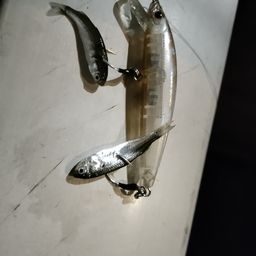 ボラ