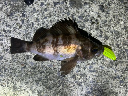メバルの釣果
