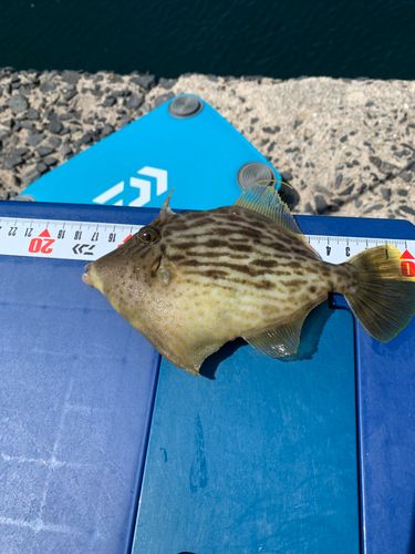 カワハギの釣果