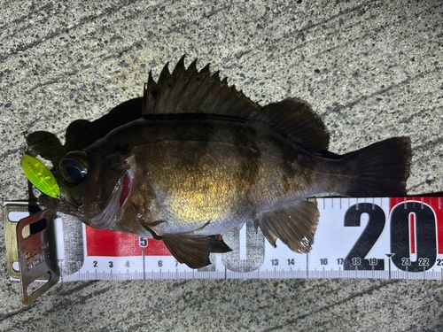 メバルの釣果