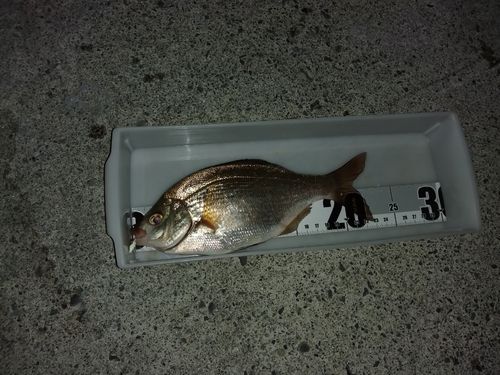 ウミタナゴの釣果