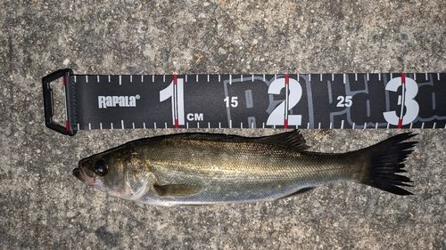 シーバスの釣果