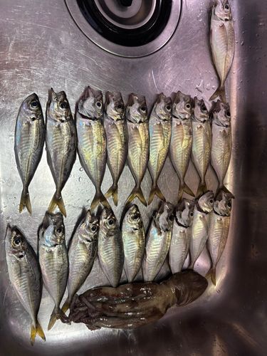 アジの釣果