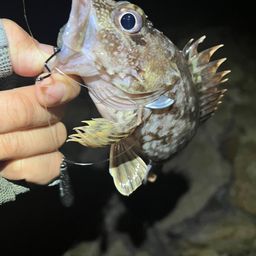 カサゴ