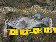マゾイの釣果