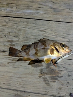 メバルの釣果