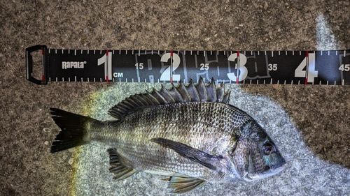 チヌの釣果