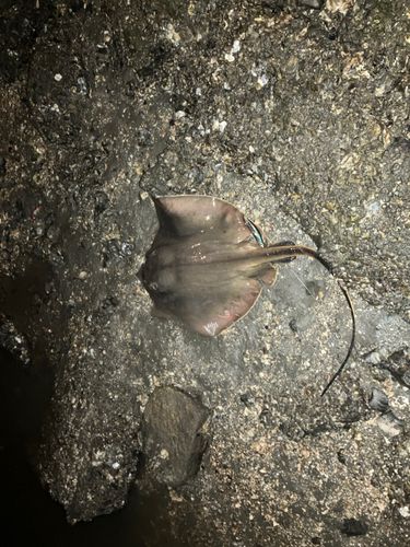 エイの釣果