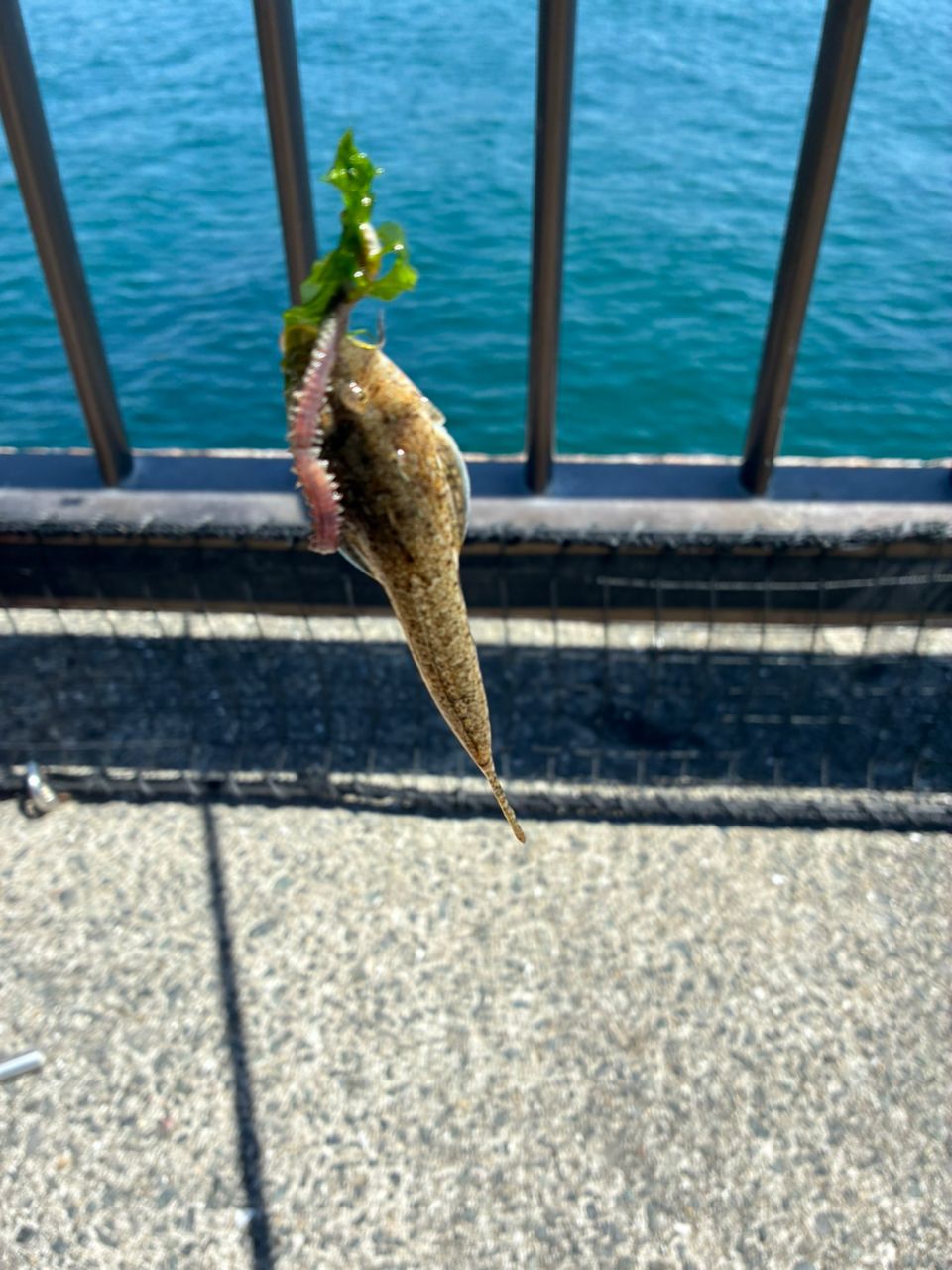 ボラ