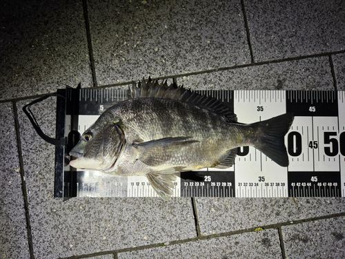 クロダイの釣果