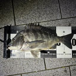 クロダイ