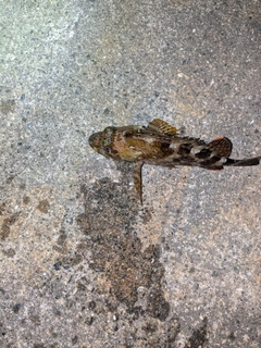 カサゴの釣果