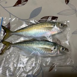 アジ
