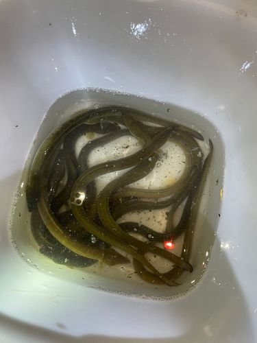 ウナギの釣果
