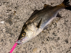 シーバスの釣果