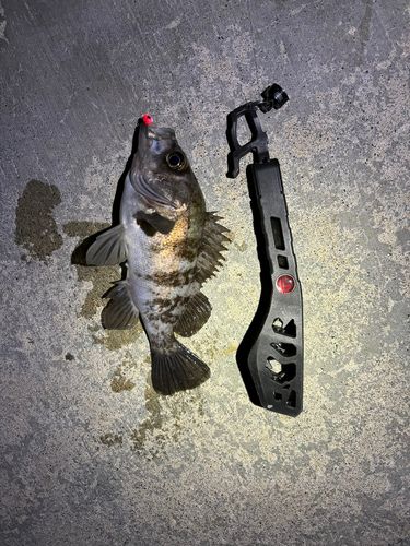 シロメバルの釣果