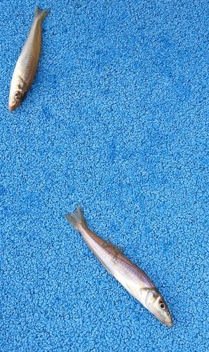 シロギスの釣果