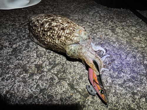 コウイカの釣果