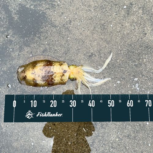アオリイカの釣果
