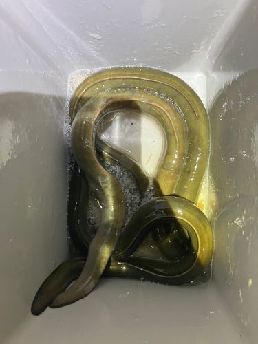 ウナギの釣果