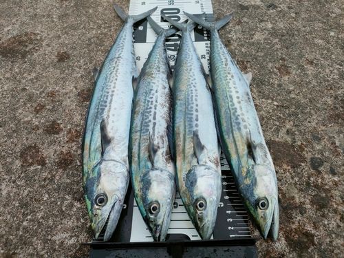 サゴシの釣果