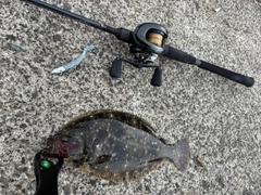 ソゲの釣果