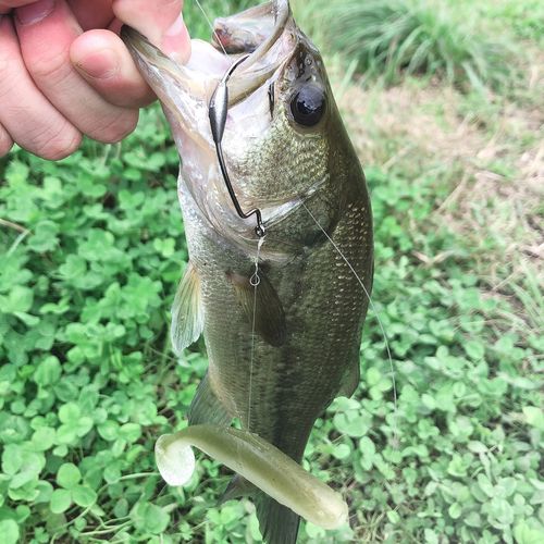 ラージマウスバスの釣果