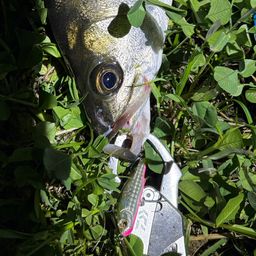 シーバス