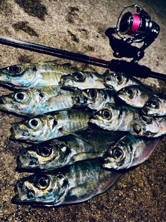 アジの釣果