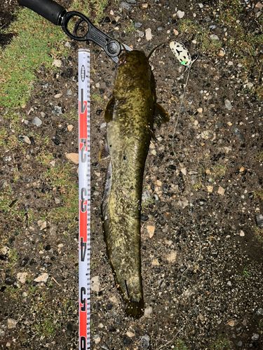 ナマズの釣果