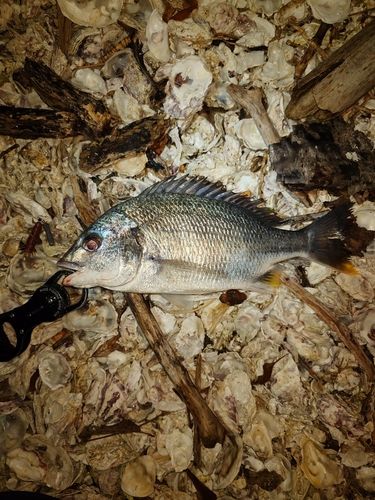 キビレの釣果